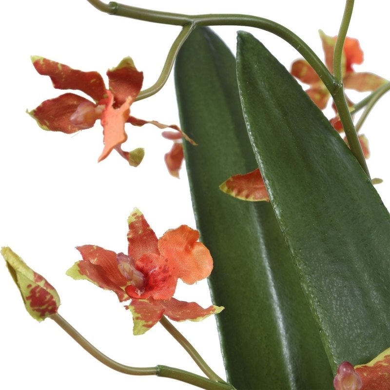 Close-up of Dancing Orchid blooms beside broad green leaves