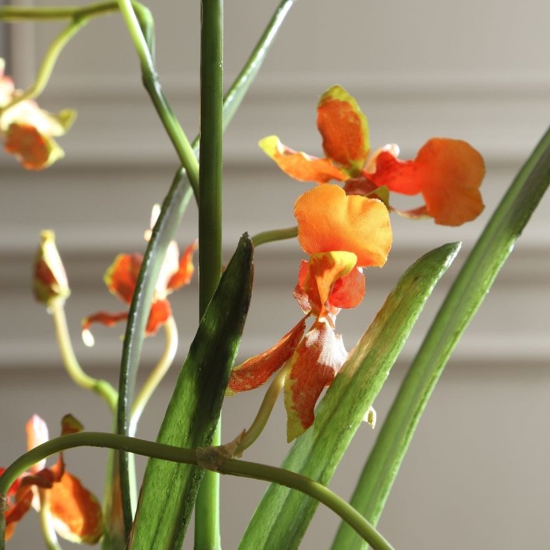 Close-up of orange orchid blooms and green stems on the Dancing Orchid