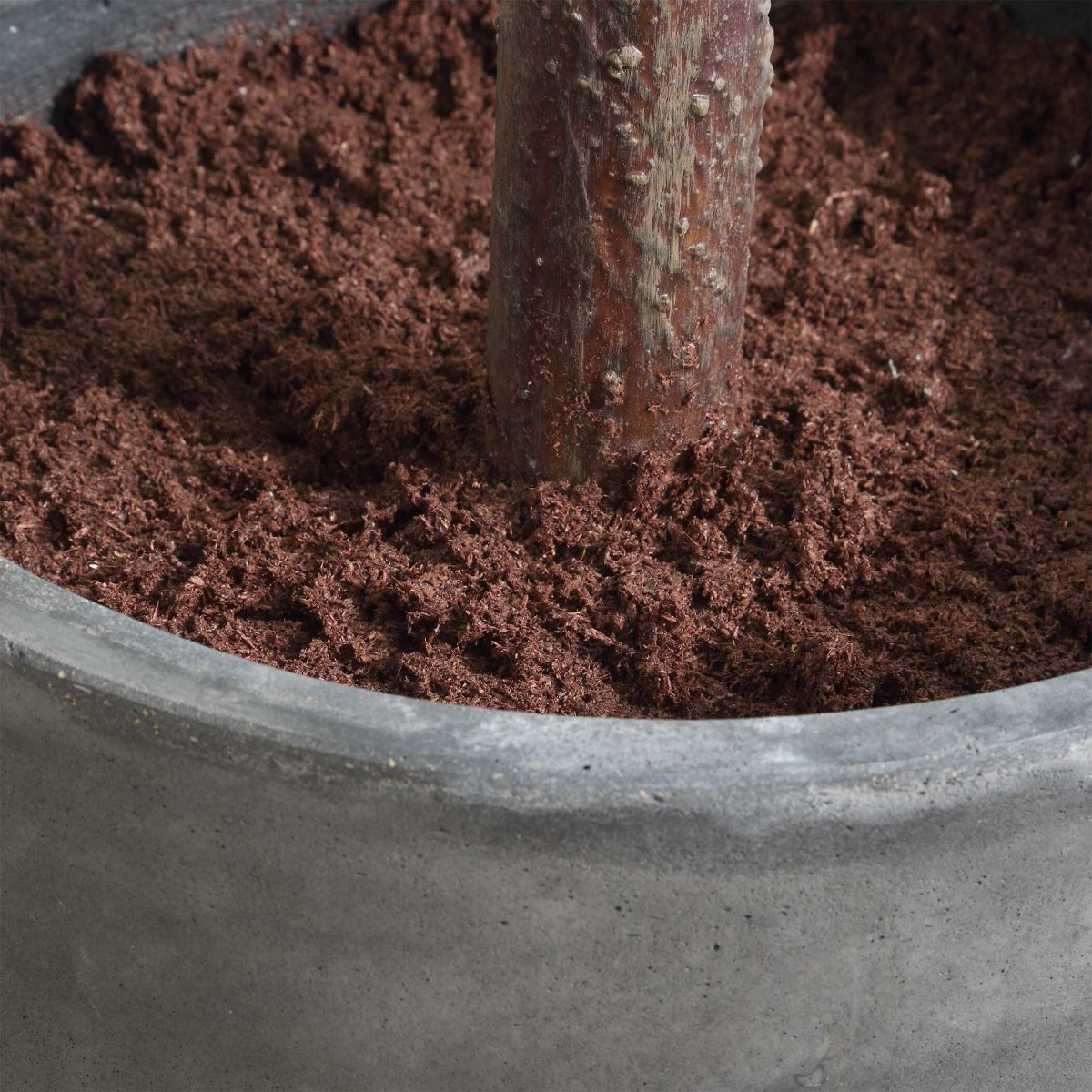 Eden Potted Fig Tree - Uttermost - Artificial Flora by Modest Hut