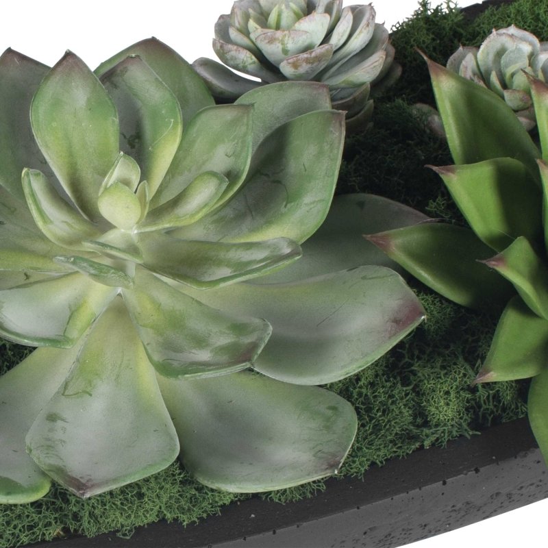 Close-up of Uttermost Verde succulents and reindeer moss