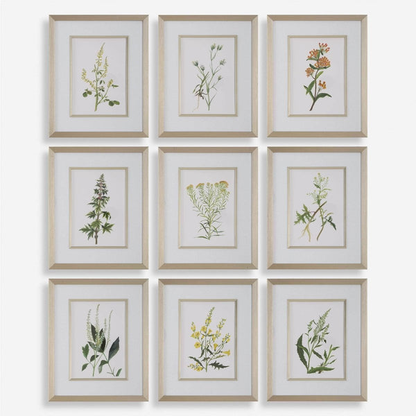 Botanical Flowers Framed Prints, S/9 - Uttermost - Framed Prints by Modest Hut