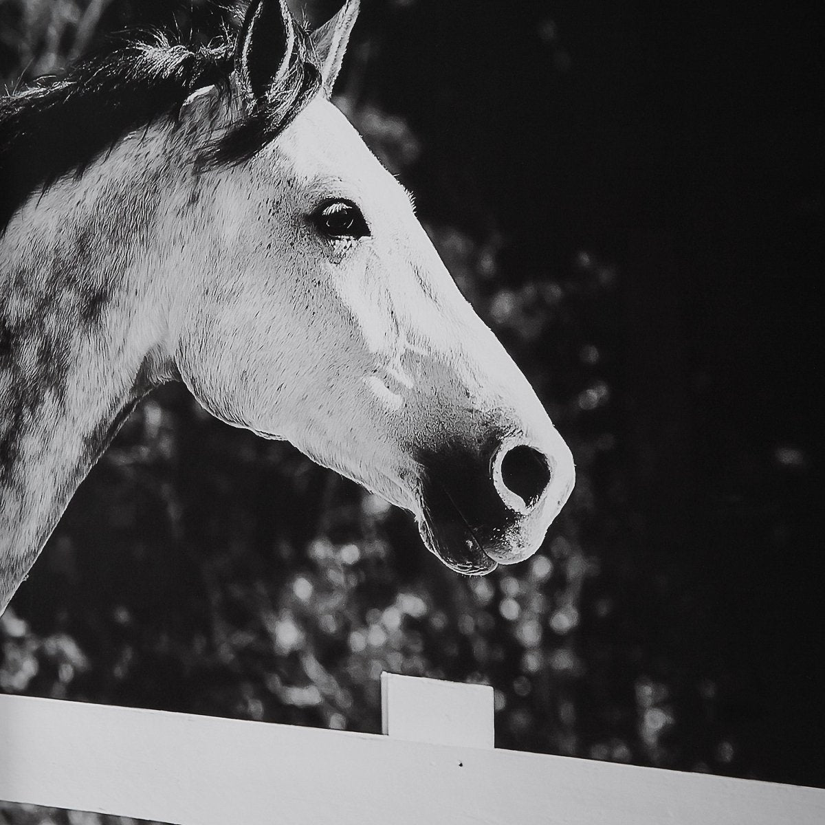 Galloping Forward Equine Prints, Set/3 - Uttermost - Framed Prints by Modest Hut