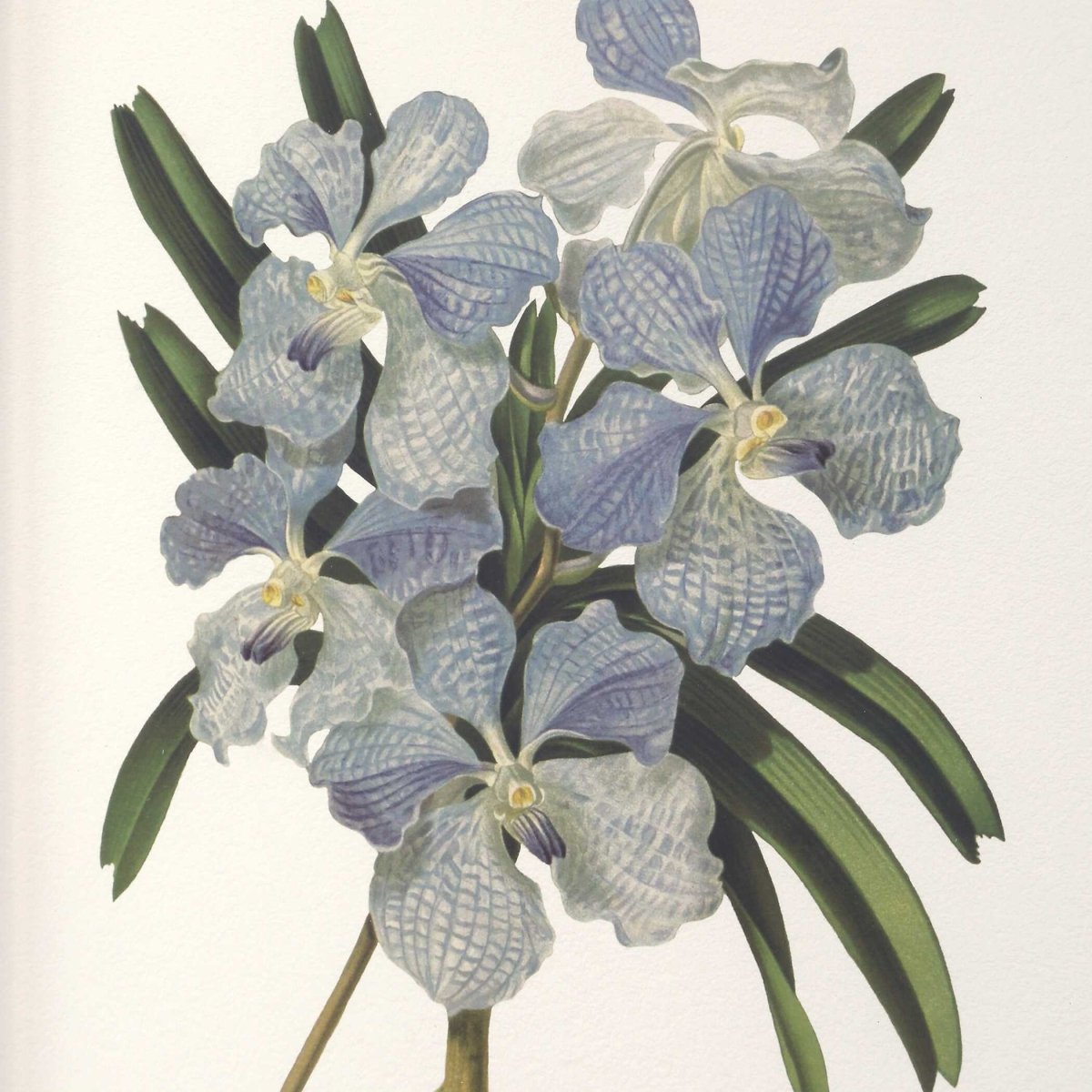 Orchid Botanical Framed Prints Set/6 - Uttermost - Framed Prints by Modest Hut
