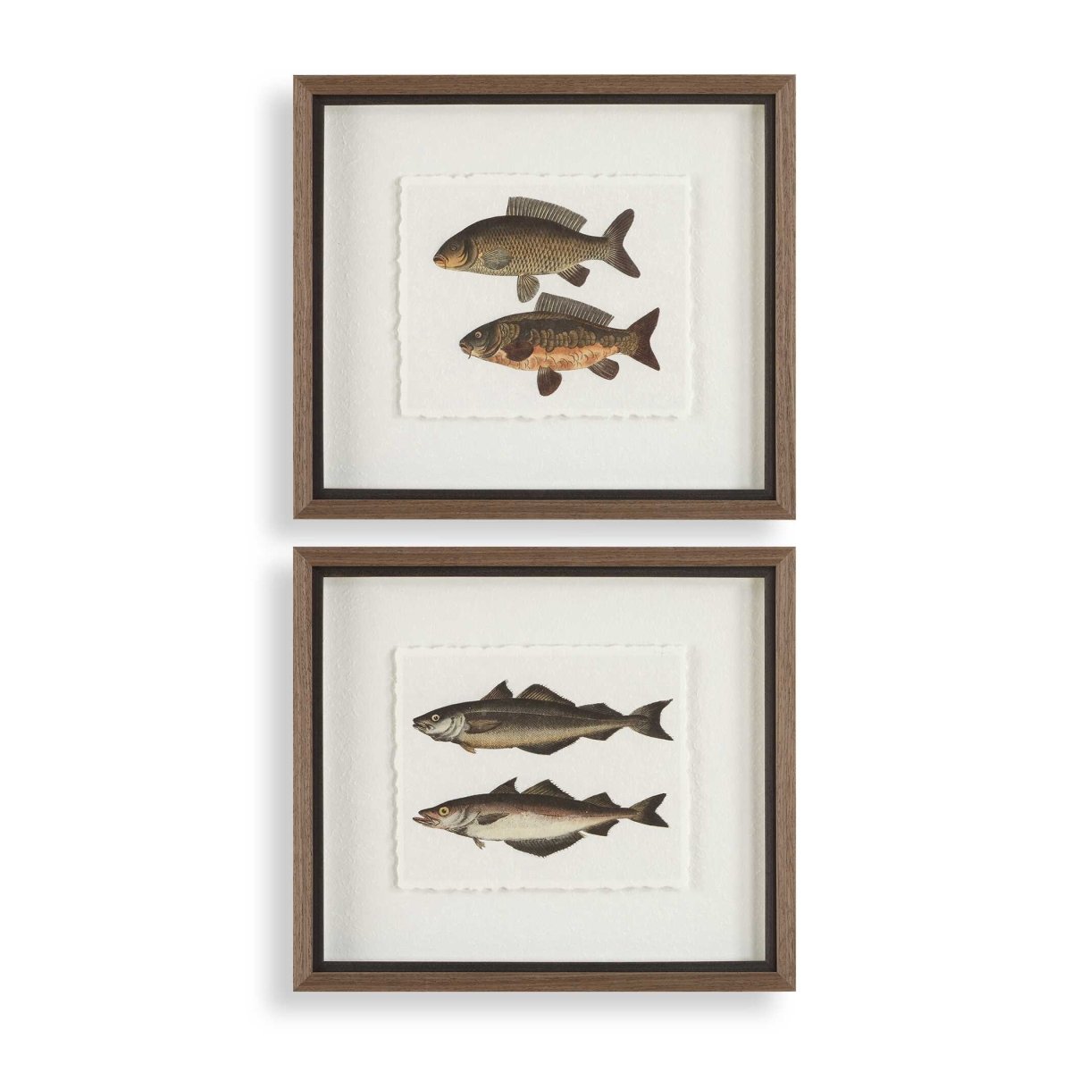 The Catch Framed Fish Prints Set/2 - Uttermost - Framed Prints by Modest Hut