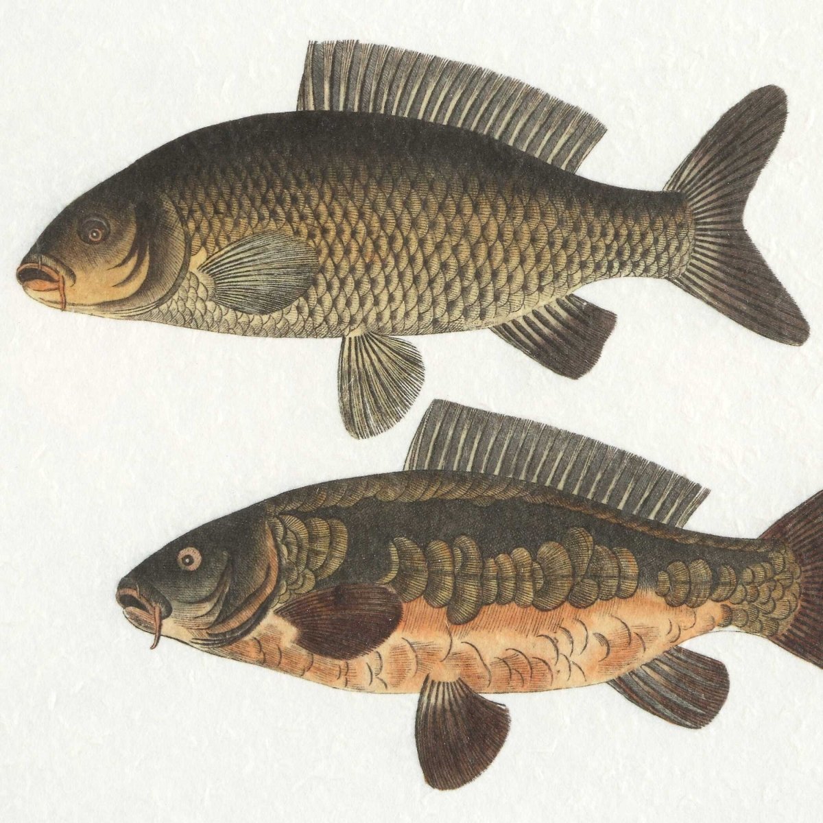 The Catch Framed Fish Prints Set/2 - Uttermost - Framed Prints by Modest Hut