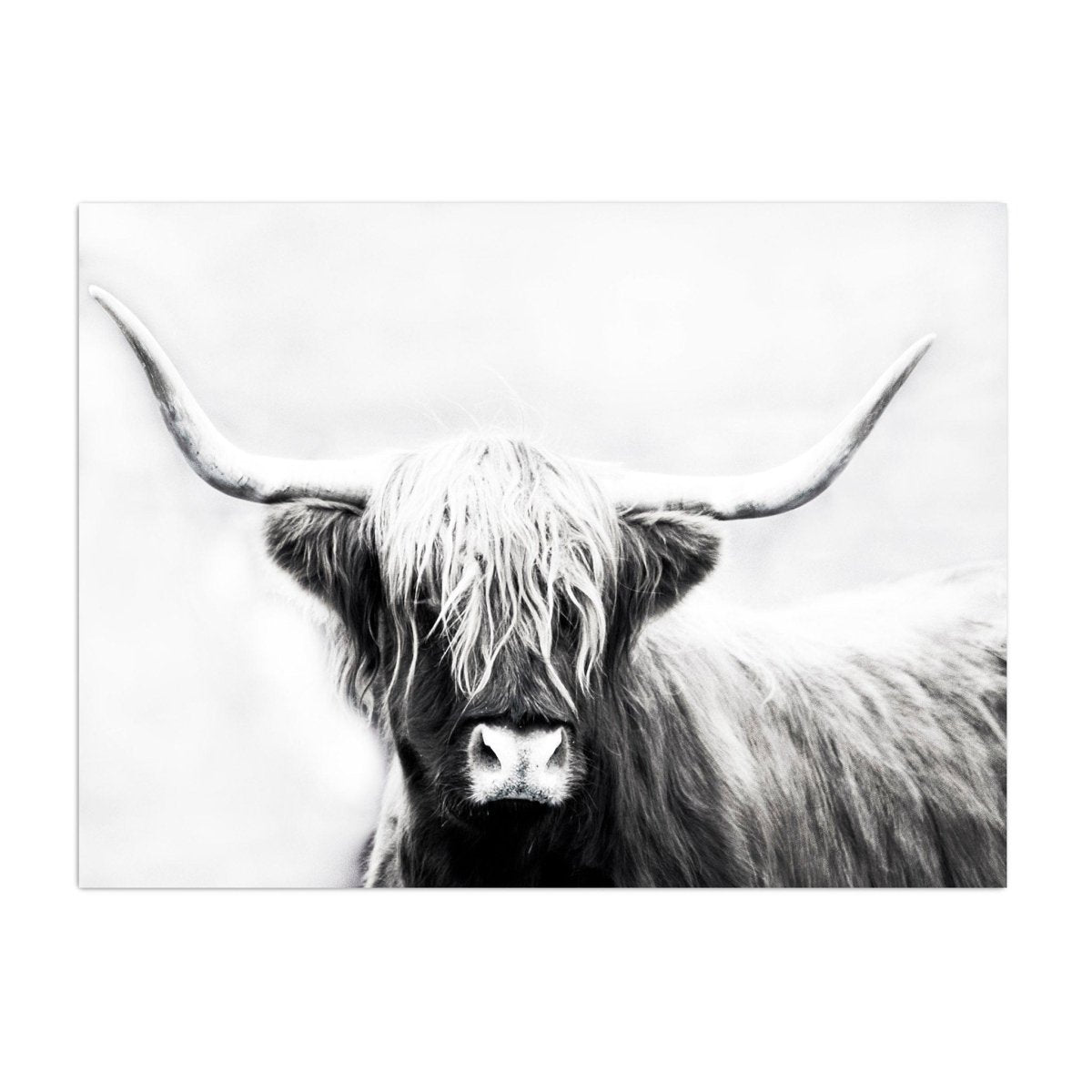Monochrome Longhorn Canvas Wall Art - Lumaprints - Gallery Canvas by Modest Hut