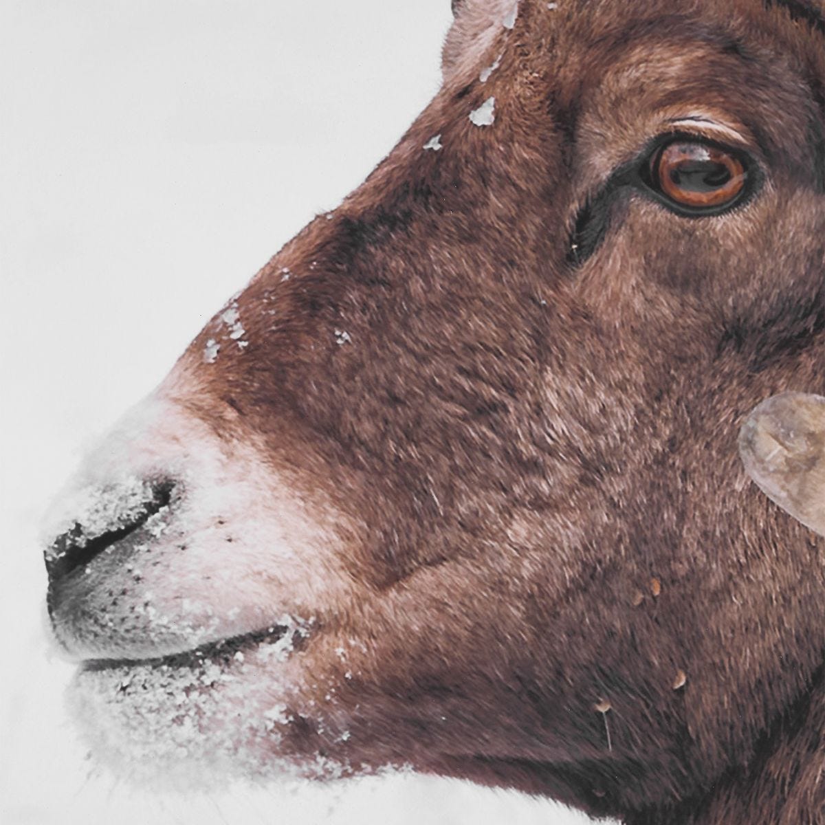 Close-up of the Big Horn Walnut Framed Print print
