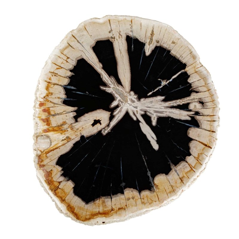 Arco Petrified Wood Top Accent Table - Accent Tables