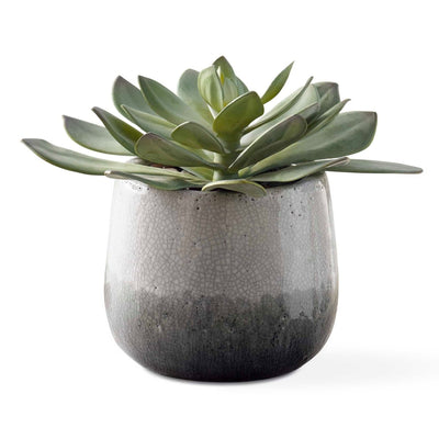 Dudleya Gray Outdoor Succulent - Uttermost - Artificial Flora by Modest Hut