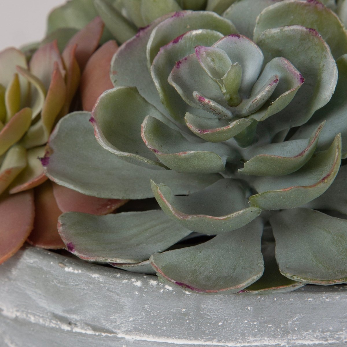 Peoria Succulent Accent - Uttermost - Artificial Flora by Modest Hut