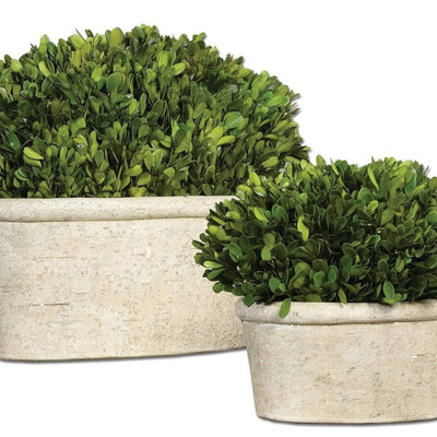 Preserved Boxwood Oval Domes (S/2) - Uttermost - Artificial Flora by Modest Hut