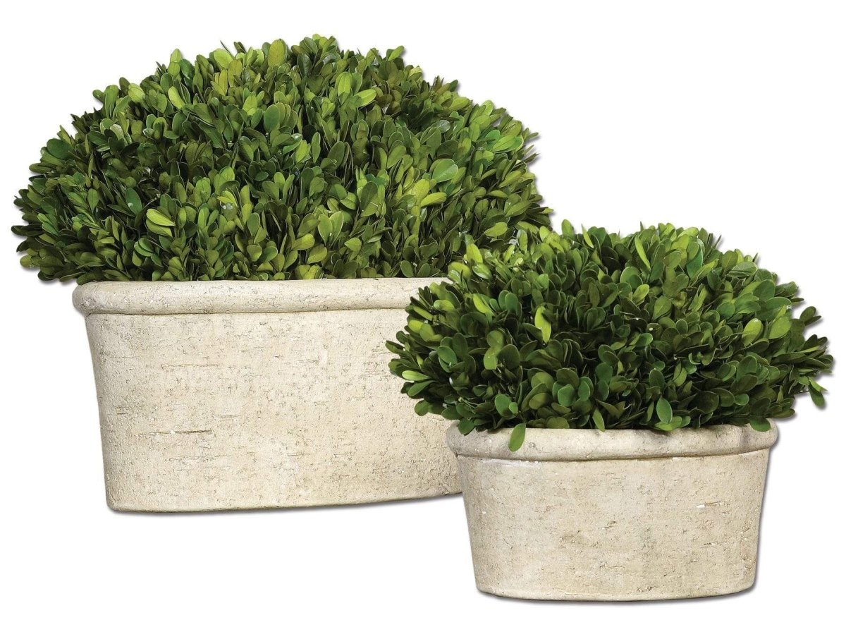 Preserved Boxwood Oval Domes (S/2) - Uttermost - Artificial Flora by Modest Hut