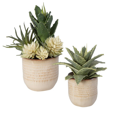 Seaside Succulents, Set/2 - Uttermost - Artificial Flora by Modest Hut