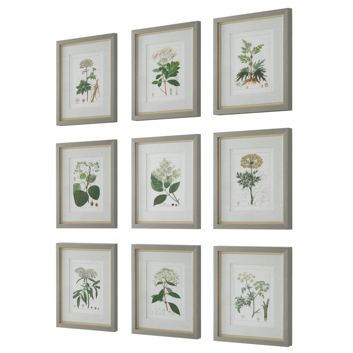 Antique Botanicals Framed Prints, S/9 - Uttermost - Framed Prints by Modest Hut