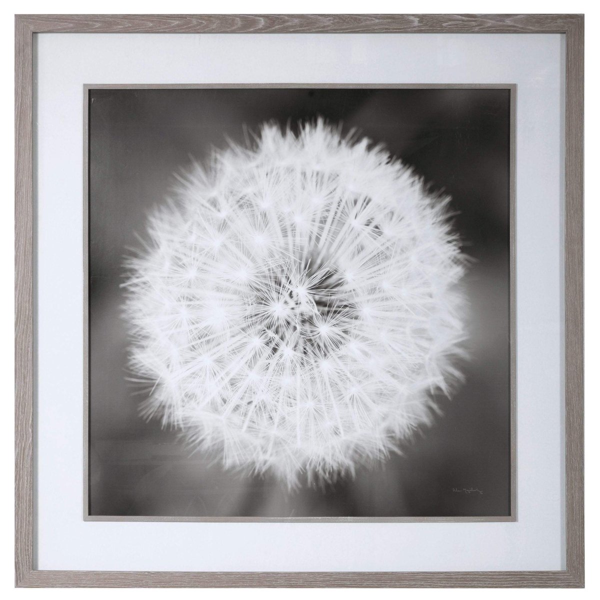 Black & White Dandelion Print - Uttermost - Framed Prints by Modest Hut