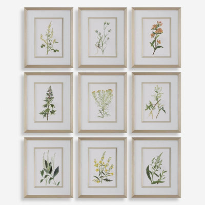 Botanical Flowers Framed Prints, S/9 - Uttermost - Framed Prints by Modest Hut