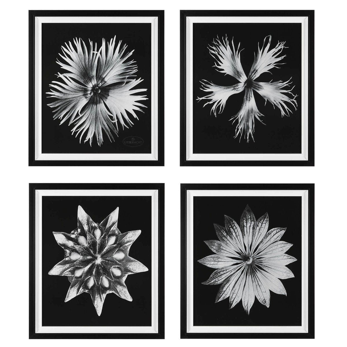 Contemporary Flower Prints (S/4) - Uttermost - Framed Prints by Modest Hut