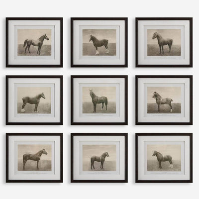 Equine Dynasty Framed Prints, S/9 - Uttermost - Framed Prints by Modest Hut