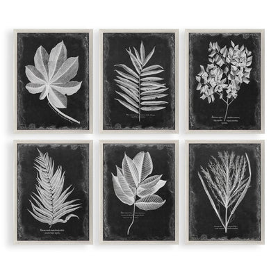 Foliage Framed Prints, Set/6 - Uttermost - Framed Prints by Modest Hut