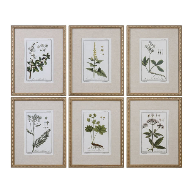 Green Floral Botanical Study Prints S/6 - Uttermost - Framed Prints by Modest Hut