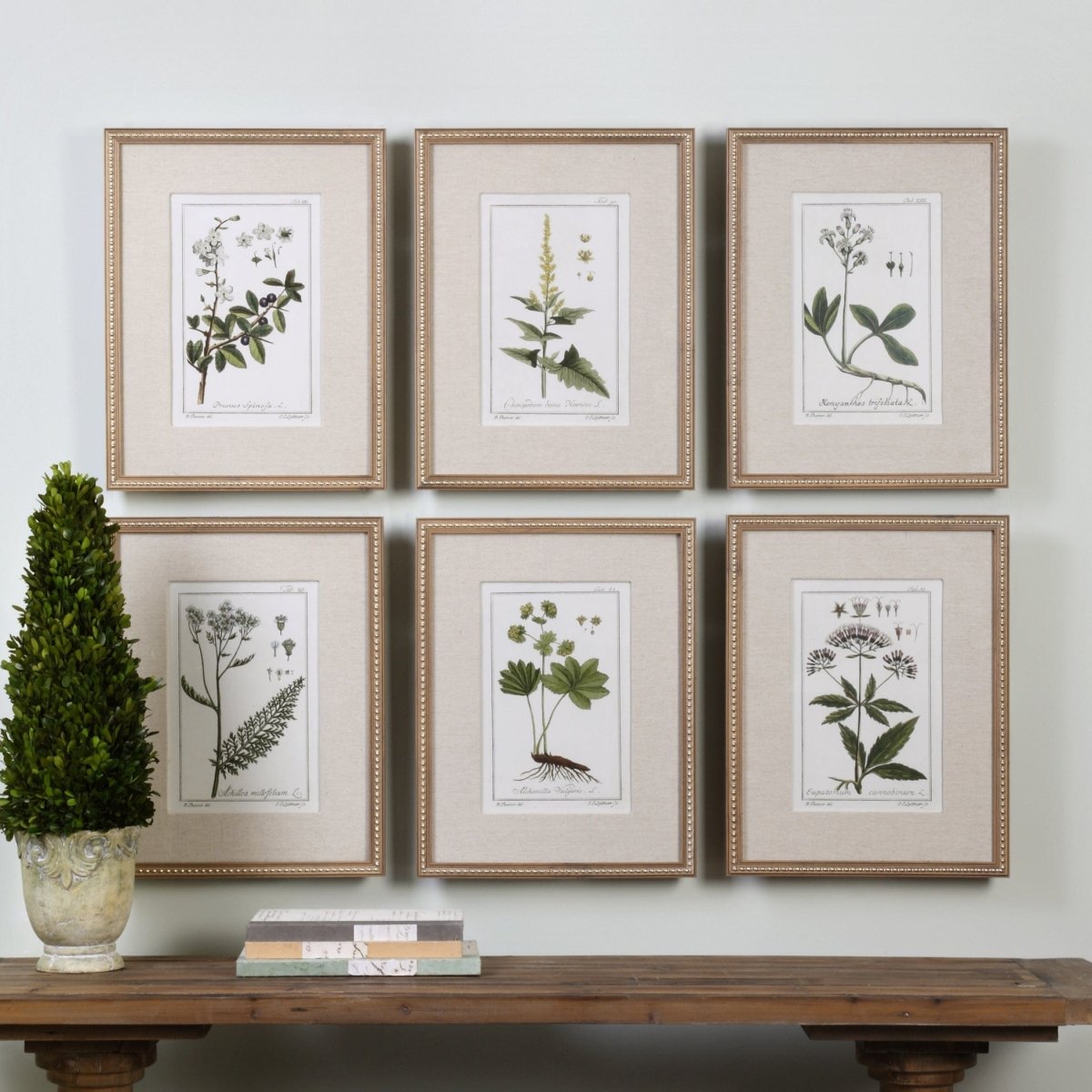 Green Floral Botanical Study Prints S/6 - Uttermost - Framed Prints by Modest Hut