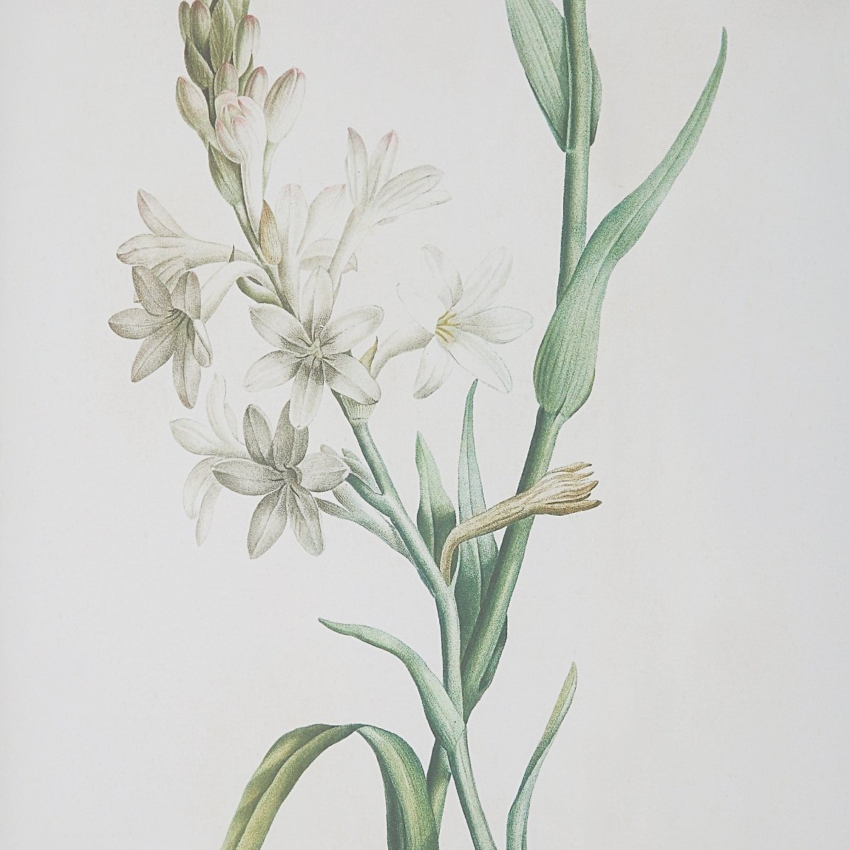 Heirloom Blooms Study Framed Prints Set/4 - Uttermost - Framed Prints by Modest Hut