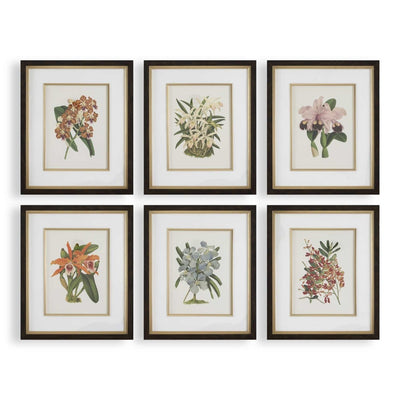 Orchid Botanical Framed Prints Set/6 - Uttermost - Framed Prints by Modest Hut