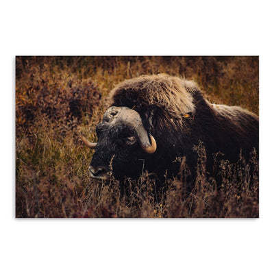Musk Ox in the Arctic Canvas Wall Art - Lumaprints - Gallery Canvas by Modest Hut