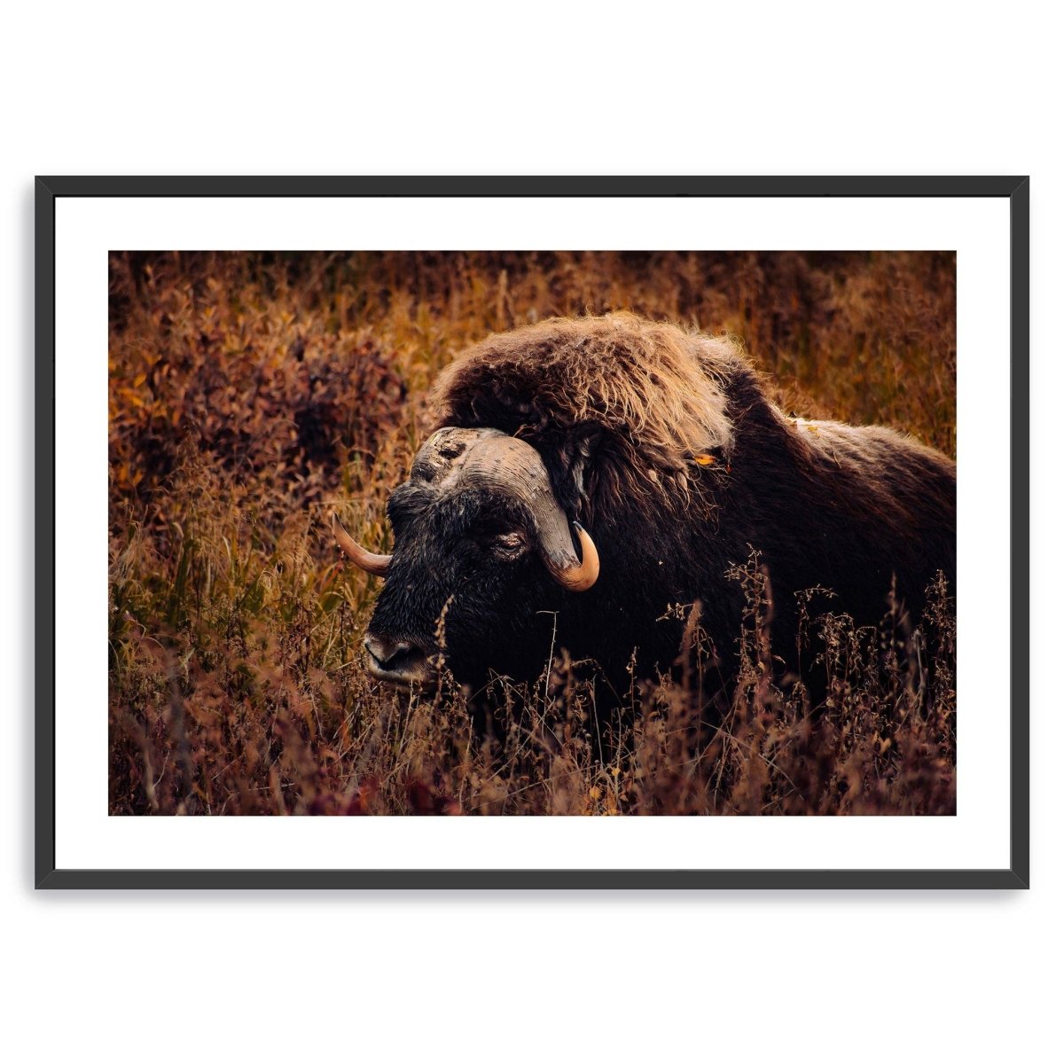 Musk Ox in the Arctic Canvas Wall Art - Lumaprints - Gallery Canvas by Modest Hut