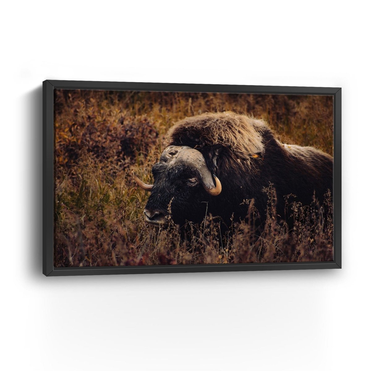 Musk Ox in the Arctic Canvas Wall Art - Lumaprints - Gallery Canvas by Modest Hut