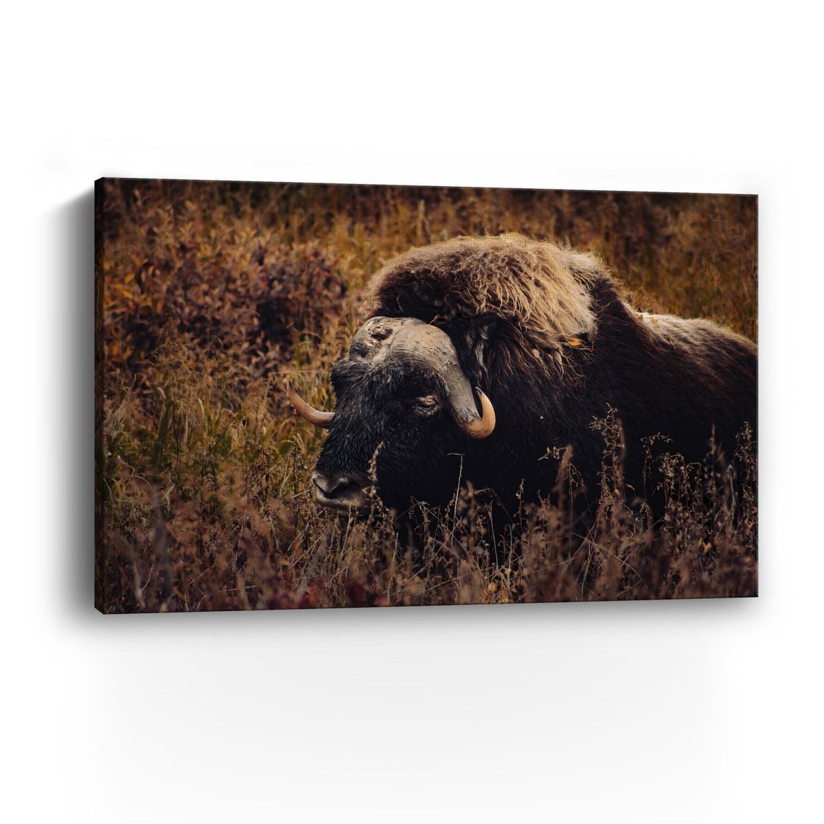 Musk Ox in the Arctic Canvas Wall Art - Lumaprints - Gallery Canvas by Modest Hut