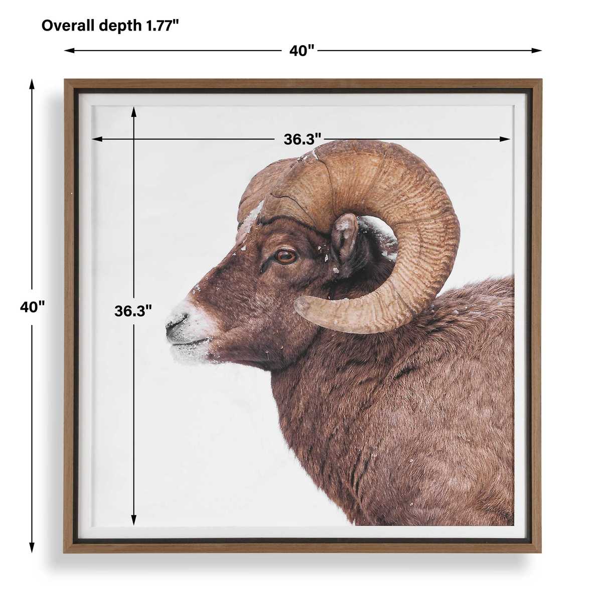 Big Horn Framed Print by Uttermost