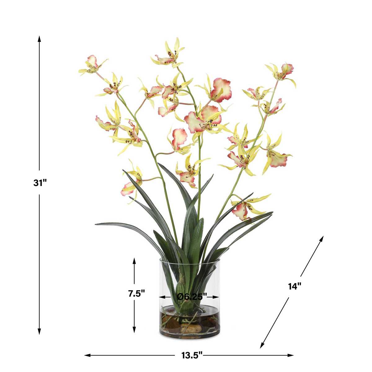 Dimension guide for the Spider Orchid Coral Yellow Arrangement