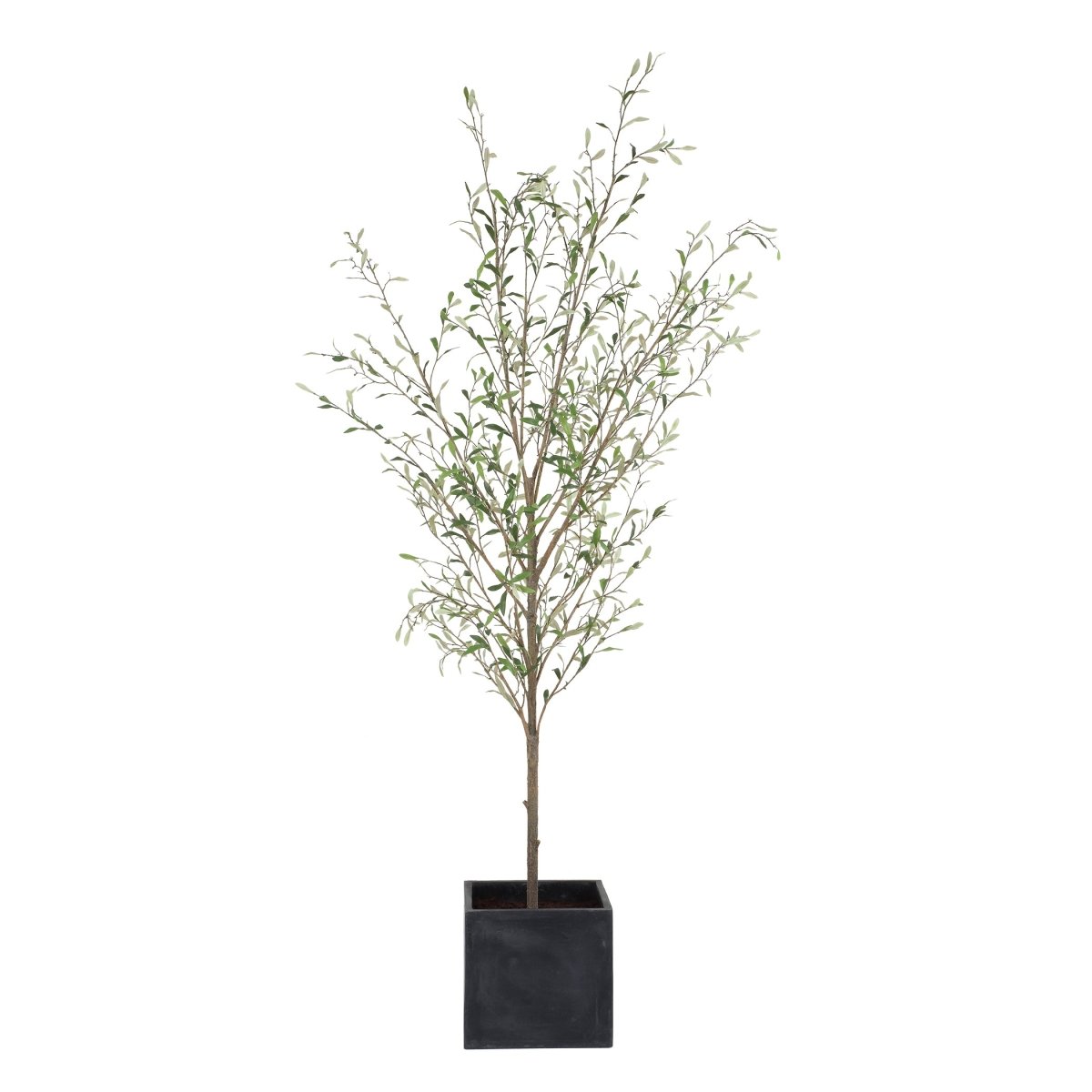 Abundance Potted Olive Tree - Uttermost - Planter by Modest Hut