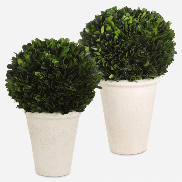 Preserved Boxwood Domes Set/2 - Uttermost - Planter by Modest Hut