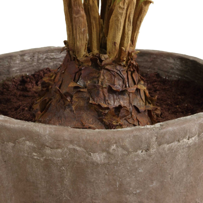 Zamia Palm Accent In Planter - Uttermost - Planter by Modest Hut