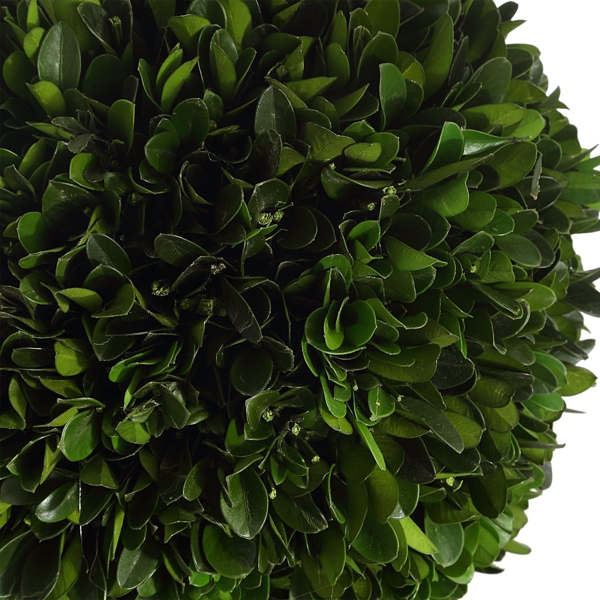 Preserved Boxwood Triple Topiary - Uttermost - Topiary by Modest Hut