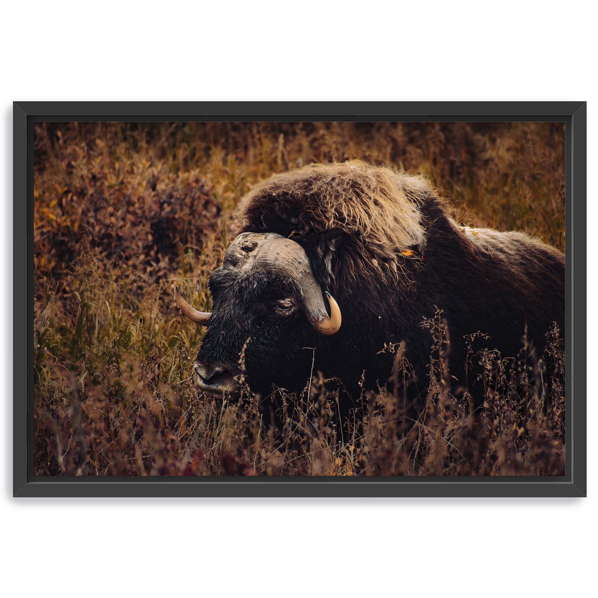 Musk Ox in the Arctic Canvas Wall Art Lumaprints