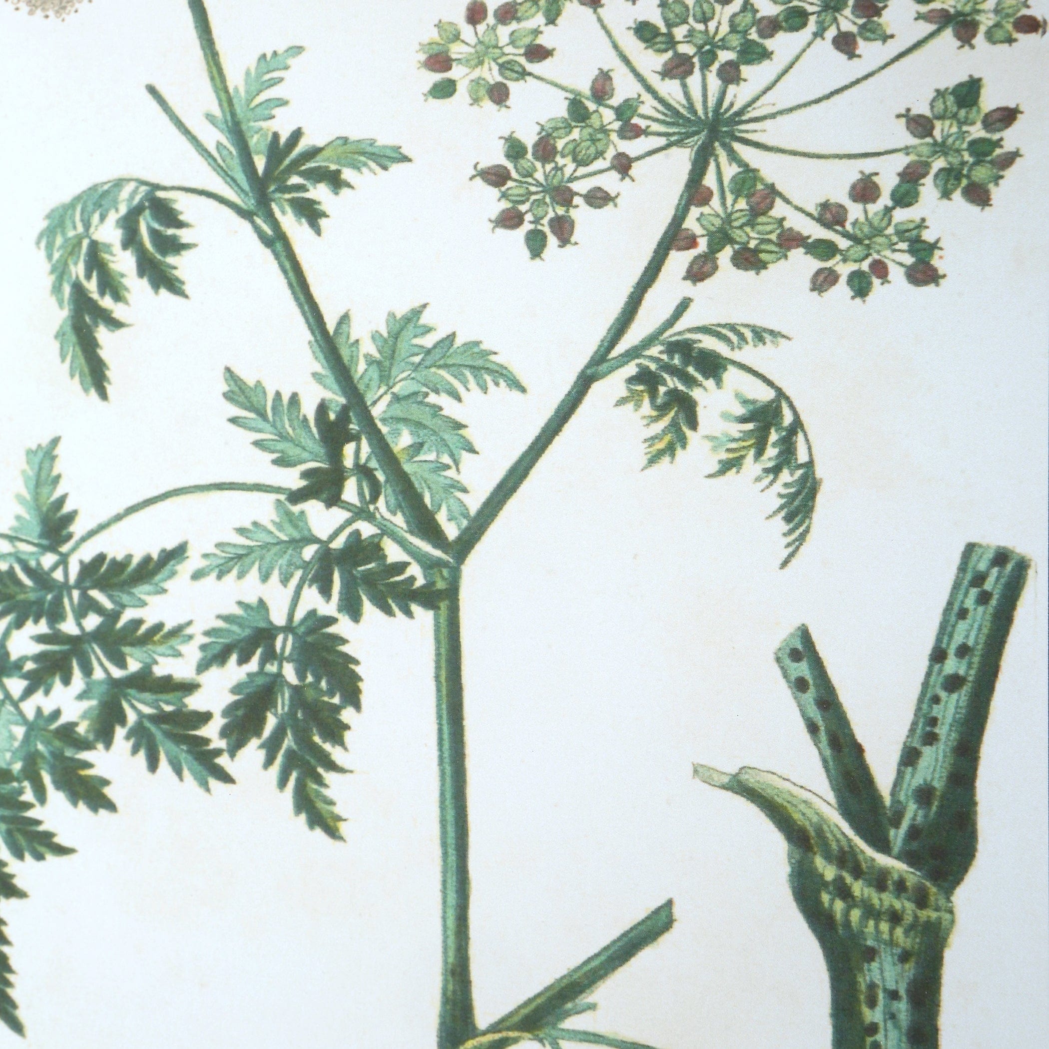 Antique Botanicals Framed Prints, S/9 Uttermost