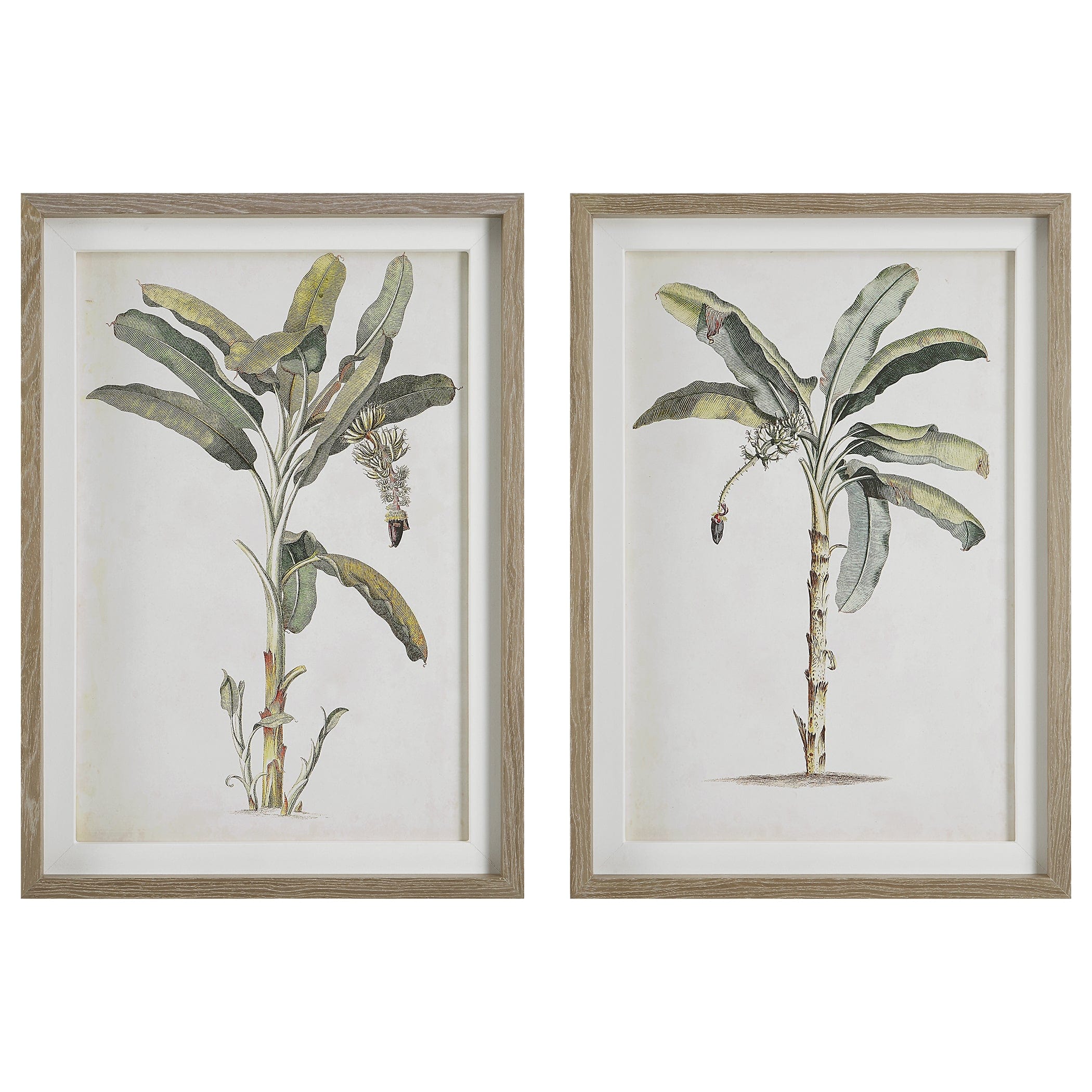 Banana Palm Framed Prints, Set/2 Uttermost