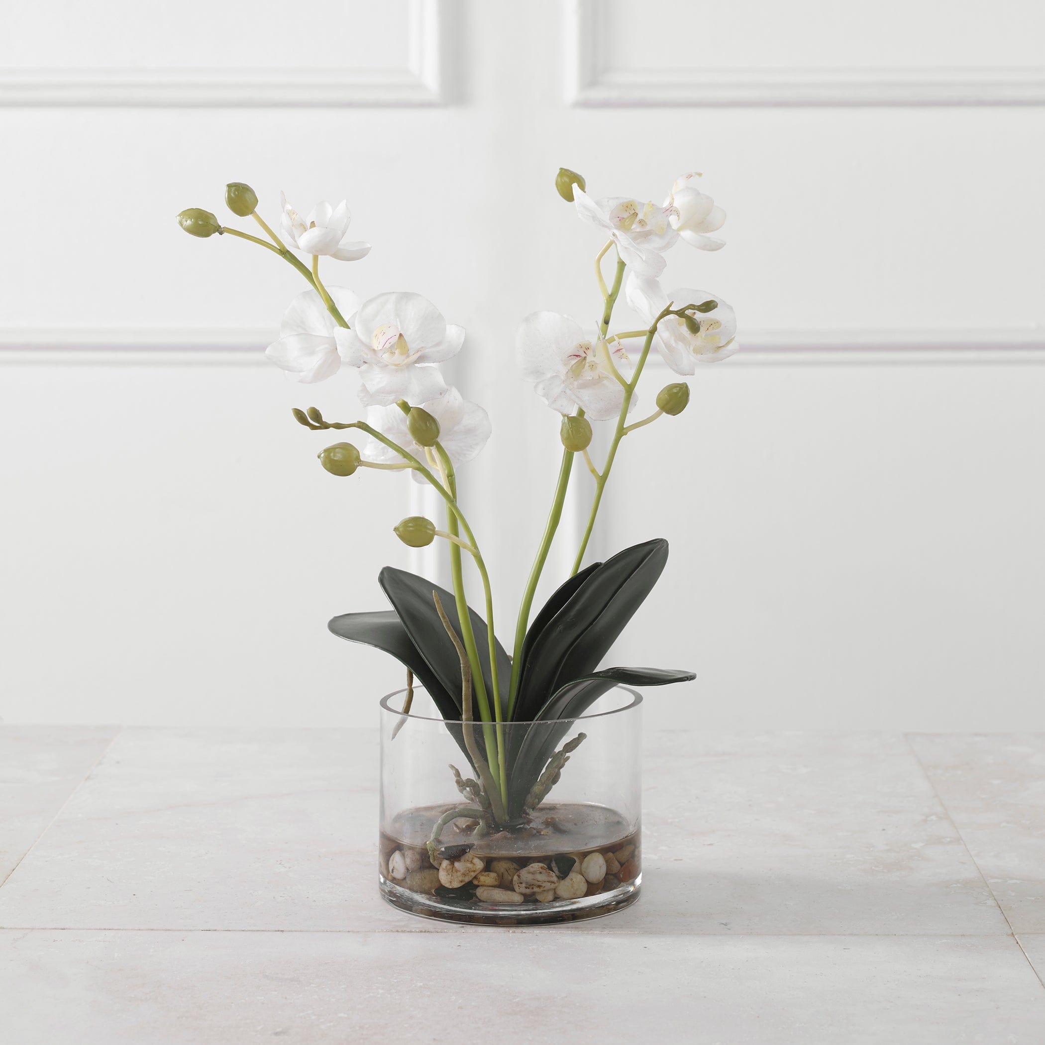 Glory Orchid Uttermost