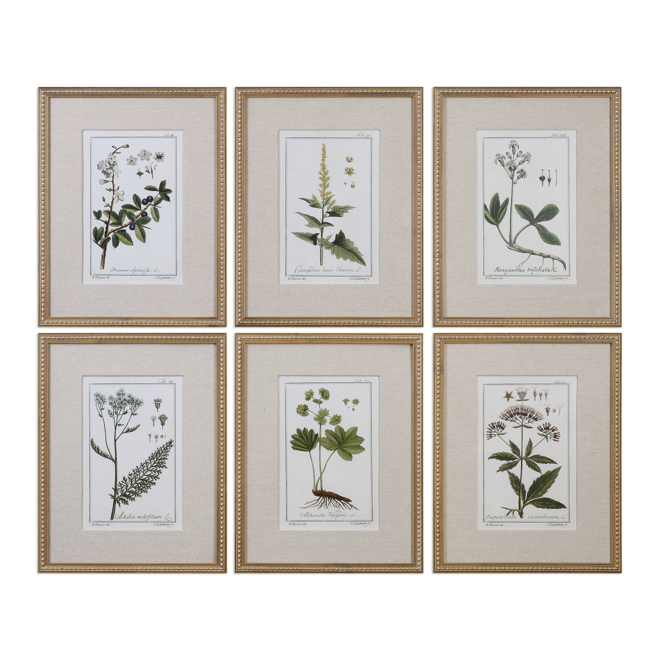 Green Floral Botanical Study Prints S/6 Uttermost