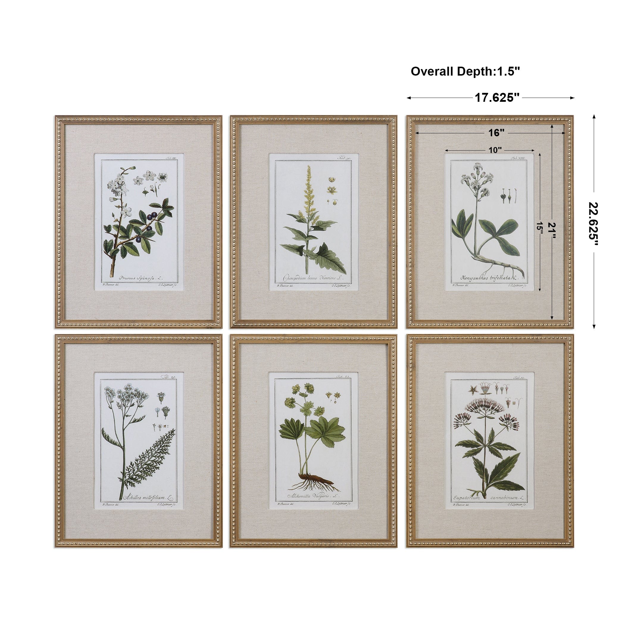 Green Floral Botanical Study Prints S/6 Uttermost