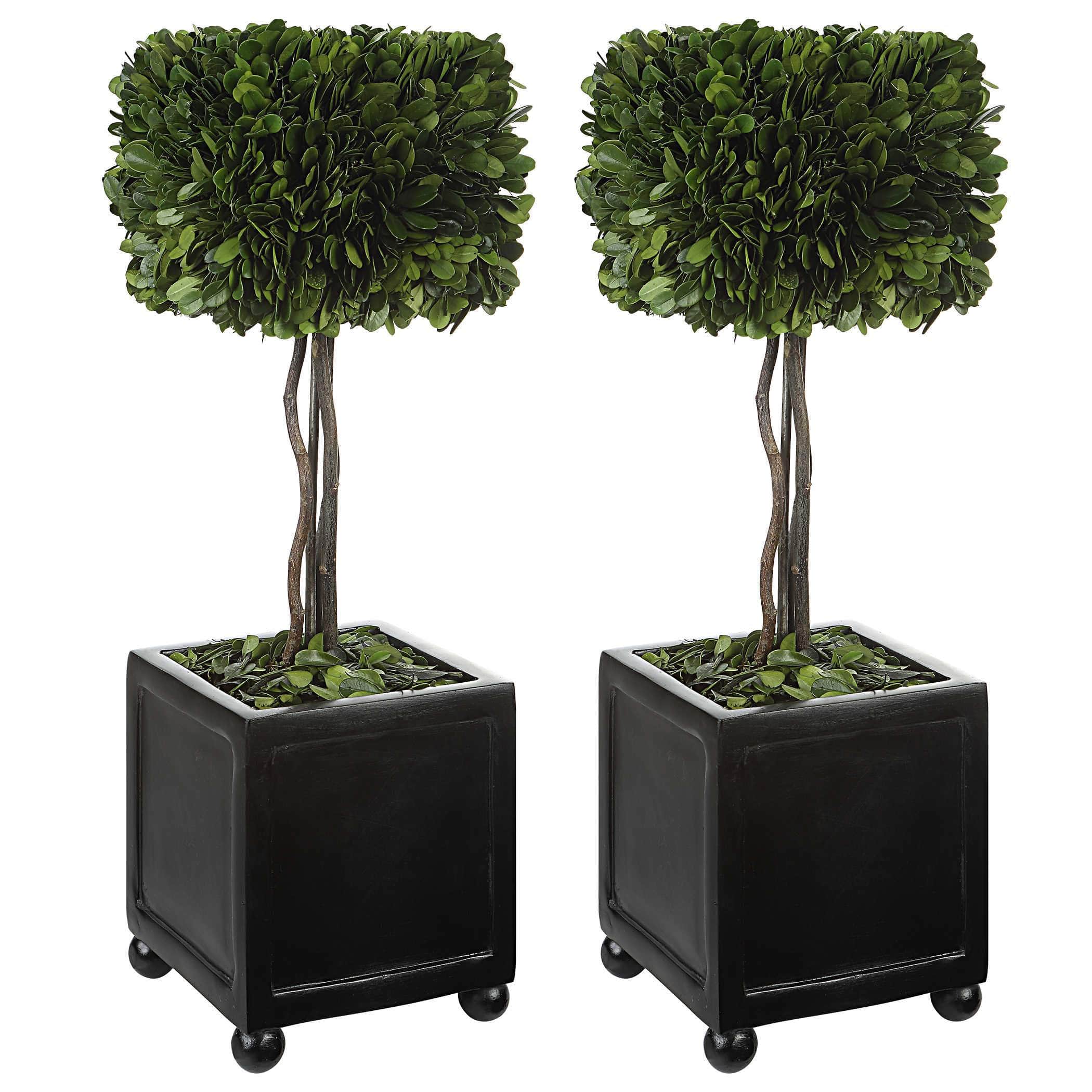 Preserved Boxwood Square Topiaries, S/2 Uttermost